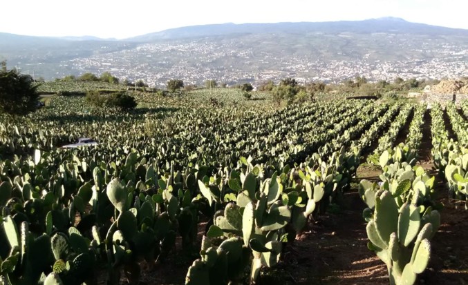 Milpa Alta